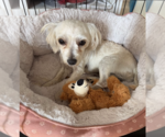 Small #1 Maltese Mix