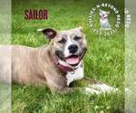 Small #3 American Staffordshire Terrier