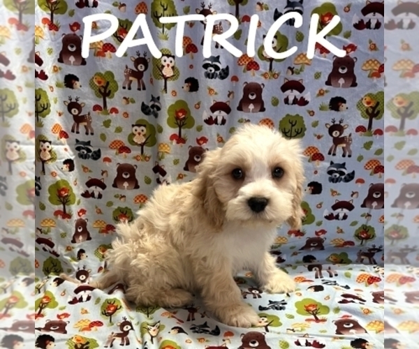 Medium Photo #1 Cockapoo (Miniature) Puppy For Sale in HARTLAND, MN, USA