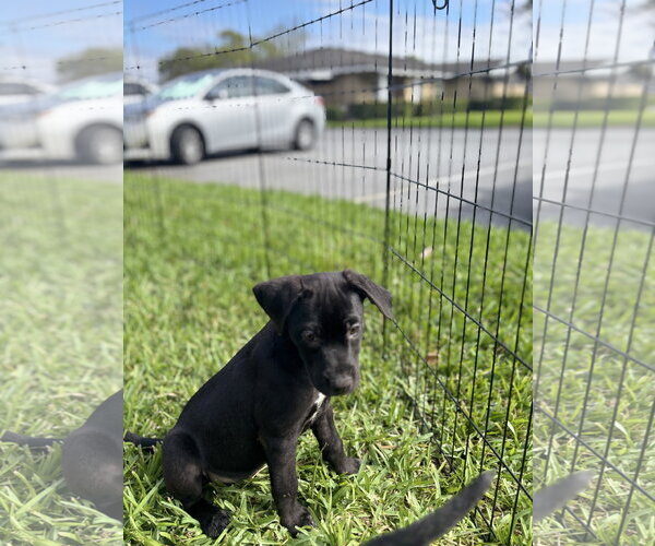 Medium Photo #2 Beagle-Unknown Mix Puppy For Sale in Sanford, FL, USA