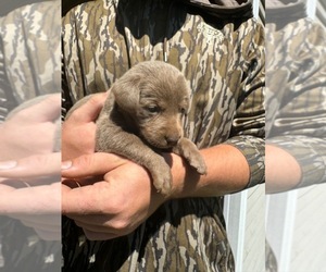 Labrador Retriever Puppy for Sale in ANDERSON, South Carolina USA
