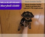 Small Photo #1 Yorkshire Terrier Puppy For Sale in TUCSON, AZ, USA