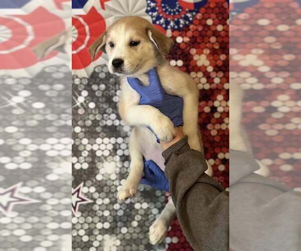 Medium Photo #4 Siberian Husky-Unknown Mix Puppy For Sale in New York, NY, USA