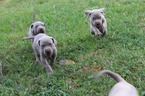 Small Photo #3 Neapolitan Mastiff-Weimaraner Mix Puppy For Sale in ROME, GA, USA