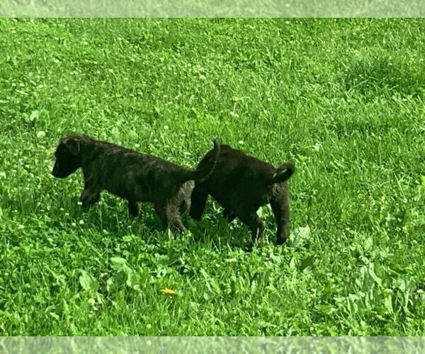 Medium Photo #4 Irish Wolfhound Puppy For Sale in ULYSSES, PA, USA