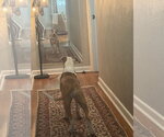 Small #14 Staffordshire Bull Terrier Mix