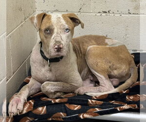 Mutt Dogs for adoption in Rowlett, TX, USA