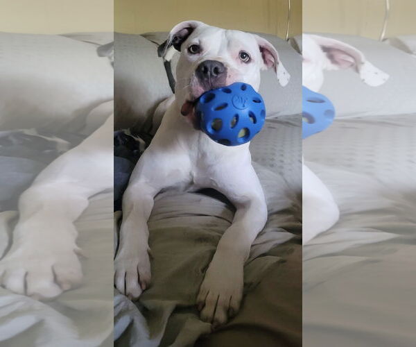 Medium Photo #11 American Pit Bull Terrier-Unknown Mix Puppy For Sale in Germantown, OH, USA