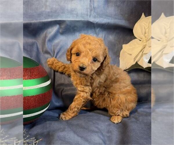 Medium Photo #1 Poodle (Toy) Puppy For Sale in PEMBROKE PINES, FL, USA