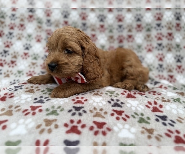 Medium Photo #9 Cock-A-Poo Puppy For Sale in LAKELAND, FL, USA