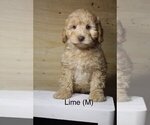 Small Photo #3 Australian Labradoodle Puppy For Sale in REIDSVILLE, NC, USA