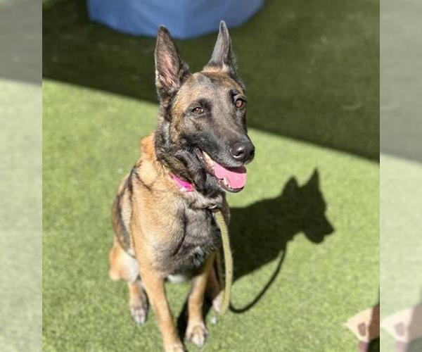 Medium Photo #2 Mutt Puppy For Sale in Las Vegas, NV, USA