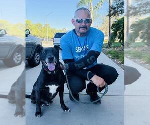 Labrador Retriever-Unknown Mix Dogs for adoption in Santa Barbara, CA, USA