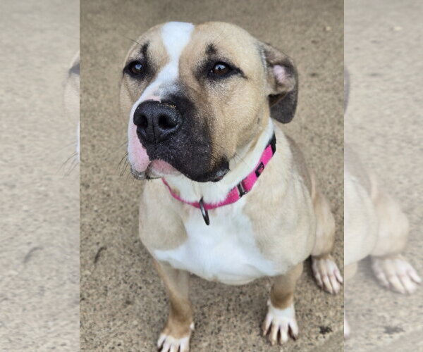 Medium Photo #3 American Staffordshire Terrier-Unknown Mix Puppy For Sale in Bardstown, KY, USA