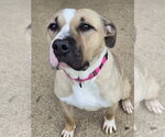 Small #2 American Staffordshire Terrier Mix