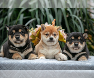 Shiba Inu Litter for sale in TOPEKA, IN, USA