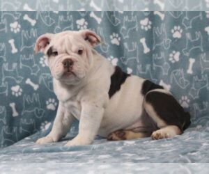 English Bulldog Puppy for sale in MARSHFIELD, MO, USA