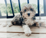 Puppy 2 Aussiedoodle Miniature 