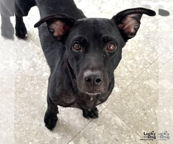 Medium Photo #4 Chihuahua-Unknown Mix Puppy For Sale in Washington, DC, USA