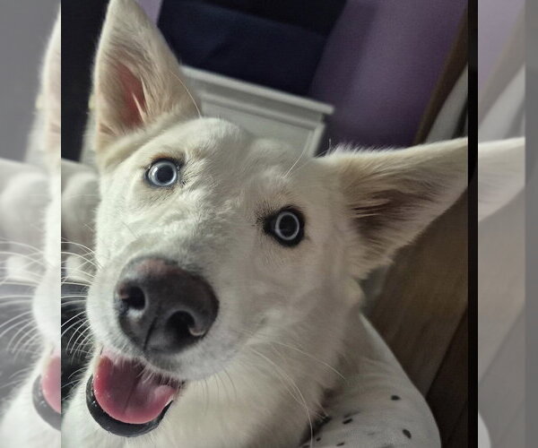 Medium Photo #4 Siberian Husky-Unknown Mix Puppy For Sale in Omaha, NE, USA
