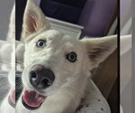 Small #3 Siberian Husky Mix