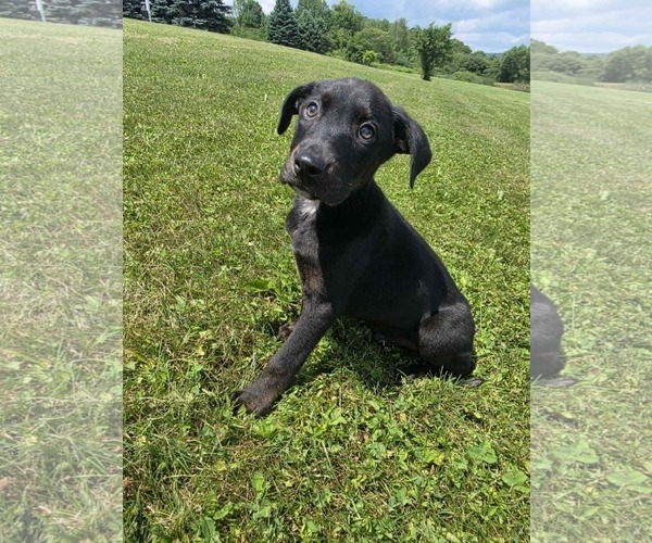 Medium Photo #7 Labrador Retriever-Unknown Mix Puppy For Sale in SHERBURNE, NY, USA
