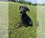 Small #6 Labrador Retriever Mix
