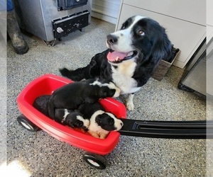 Border Collie Litter for sale in CARLISLE, KY, USA