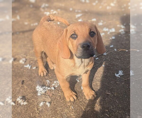Medium Photo #7 Mutt Puppy For Sale in Vail, AZ, USA