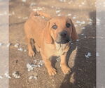 Small #6 Mutt