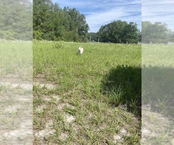 Medium Photo #17 German Shepherd Dog Puppy For Sale in ALACHUA, FL, USA