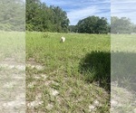Small #16 German Shepherd Dog