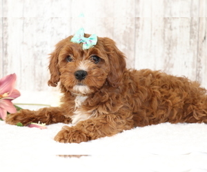 Medium Cavapoo