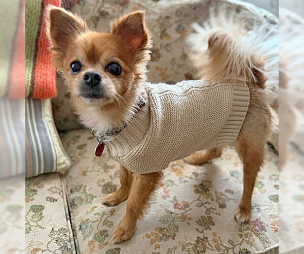 Medium Photo #14 Pomeranian-Unknown Mix Puppy For Sale in Arlington, VA, USA