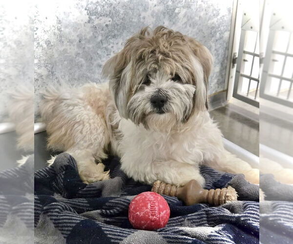 Medium Photo #4 Shih Tzu Puppy For Sale in Estherville, IA, USA