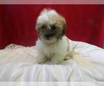 Small #2 Zuchon