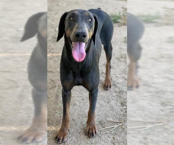 Medium Photo #3 Doberman Pinscher Puppy For Sale in Riverside, CA, USA