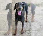 Small #2 Doberman Pinscher