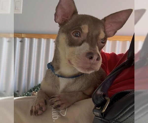 Medium Photo #1 Chihuahua-Unknown Mix Puppy For Sale in Sanford, FL, USA