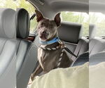 Small #1 American Pit Bull Terrier Mix