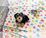 Small #10 Yorkshire Terrier