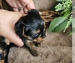 Small #3 Yorkshire Terrier