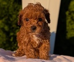 Small #1 Poodle (Miniature)