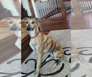 Whippet Puppy for sale in WICHITA, KS, USA