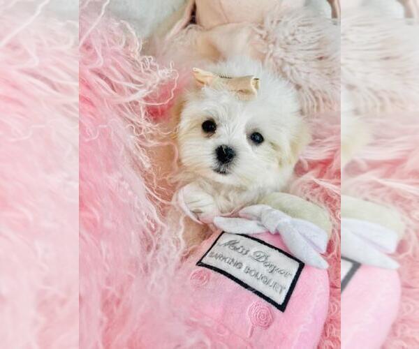 Medium Photo #19 Maltese Puppy For Sale in MIAMI, FL, USA