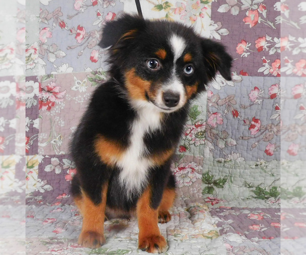 Medium Photo #4 Miniature Australian Shepherd Puppy For Sale in HARRISON, OH, USA