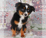 Small #3 Miniature Australian Shepherd