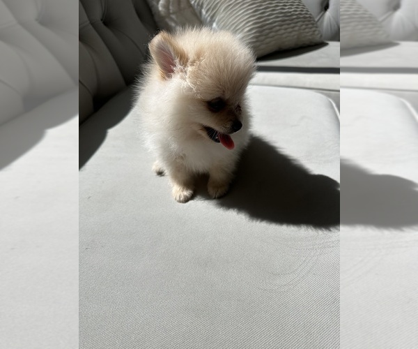 Medium Photo #4 Pomeranian Puppy For Sale in BAKERSFIELD, CA, USA