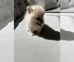 Small #3 Pomeranian