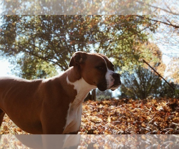 Full screen Photo #1 Boxer Puppy For Sale in LOCUST DALE, VA, USA